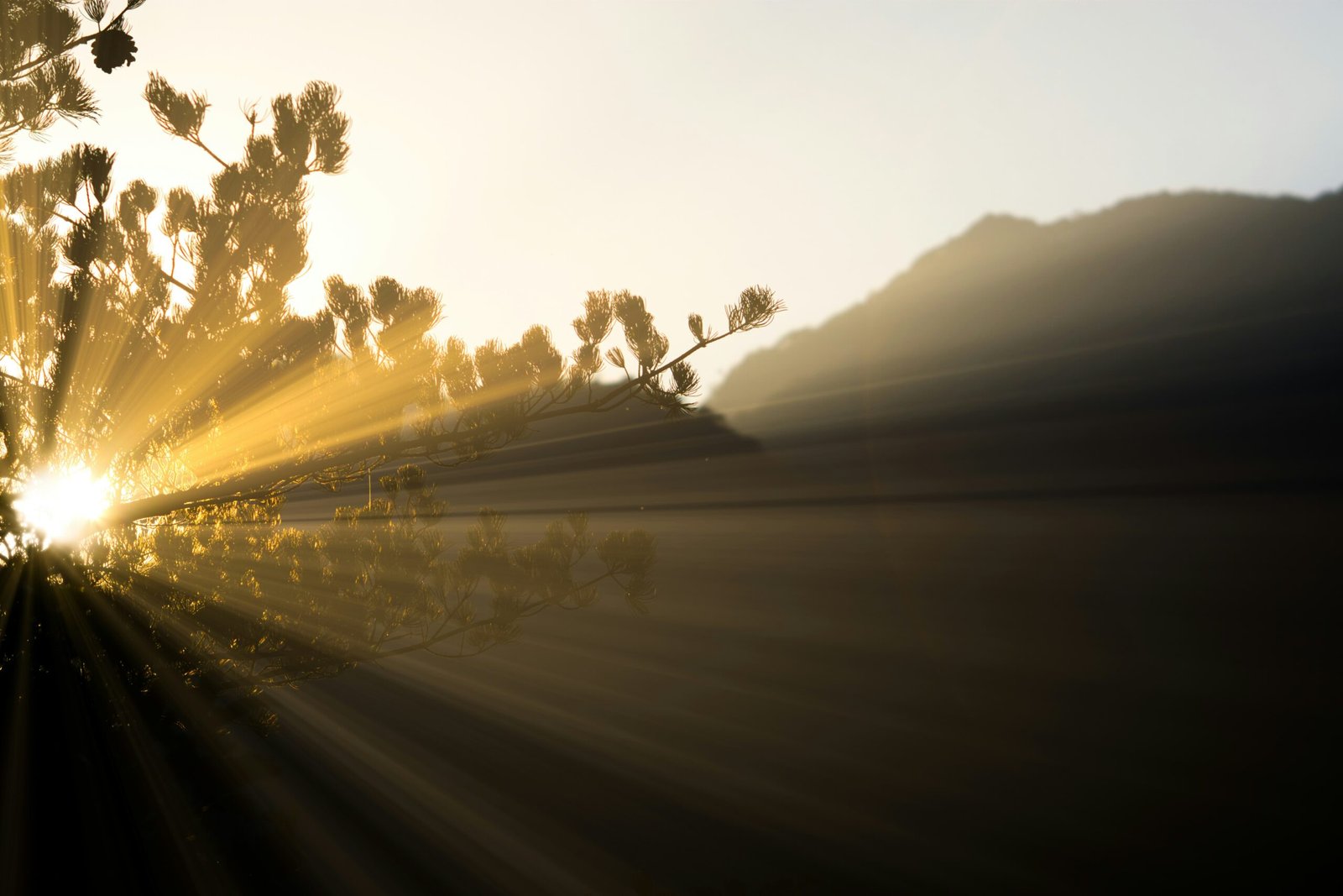 Light rays shine through the trees